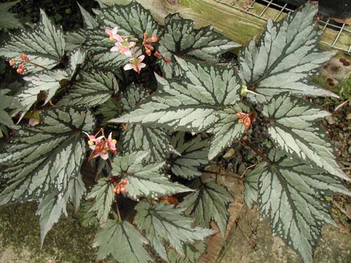B. ‘Kartuz’